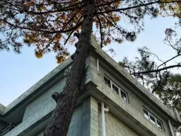 Жемчужина